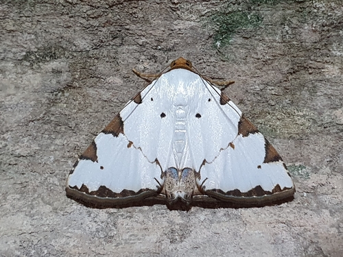 Eulepidotis testaceiceps Felder, 1874