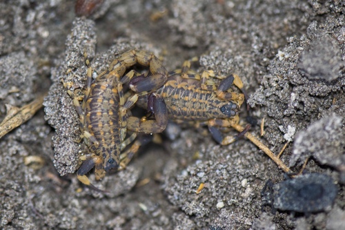 Genus Afrolychas · iNaturalist