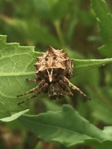 Starbellied Orbweaver