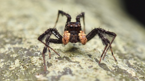 Portia heteroidea