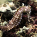 Observation photo