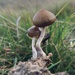 Psilocybe fimetaria - Photo (c) DH42, all rights reserved, uploaded by DH42
