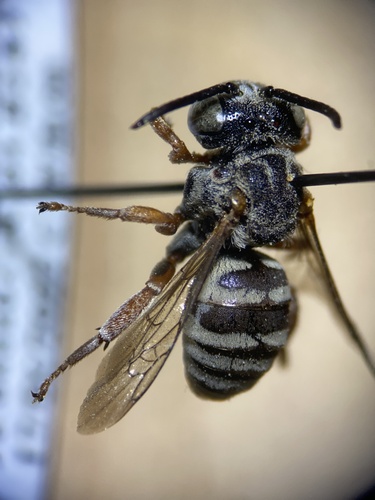 Triepeolus lectiformis