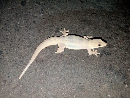 Flat-tailed House Gecko — seen at this dive site