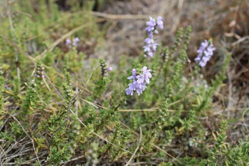 Satureja coerulea