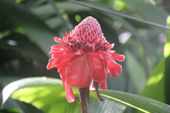 Etlingera elatior image