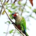 Painted Parakeet - Photo (c) Erasmo Villar Rangel, all rights reserved, uploaded by Erasmo Villar Rangel