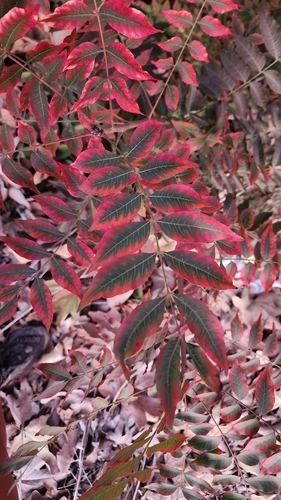 iNaturalist observation photo of cashews, sumacs, and allies