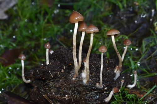 Psilocybe fimetaria