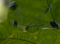 Megaloprepus caerulatus image