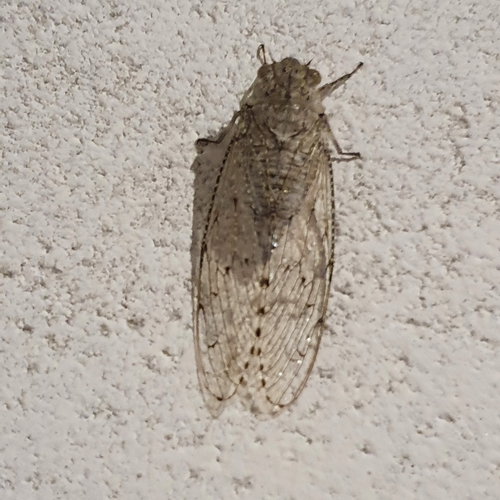 Nosoarna albipilosa
