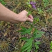 Vernonia flaccidifolia - Photo (c) Stephen Jackson, todos los derechos reservados, subido por Stephen Jackson