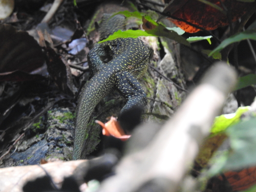 Blue-tailed Monitor — seen at this dive site