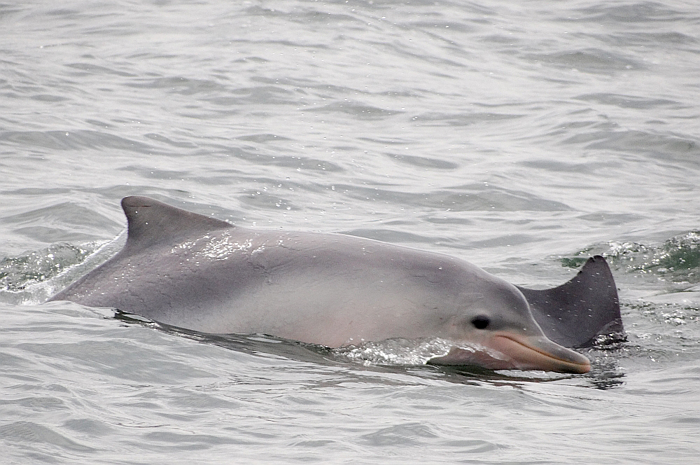 Guyana Dolphin in January 2012 by Enio Branco · iNaturalist