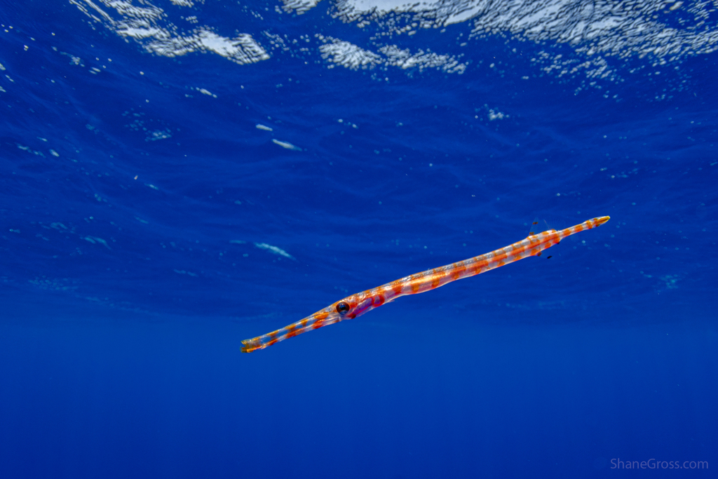 Pacific Trumpetfish from Tubuai Islands, French Polynesia on October 08