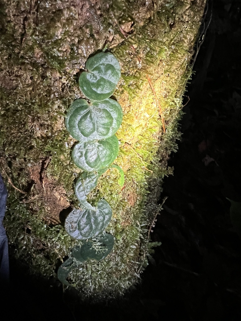 Photos of Culcasia rotundifolia · iNaturalist