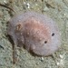 Paradoris dubia - Photo (c) Sea Slug Census Melbourne, all rights reserved, uploaded by Sea Slug Census Melbourne