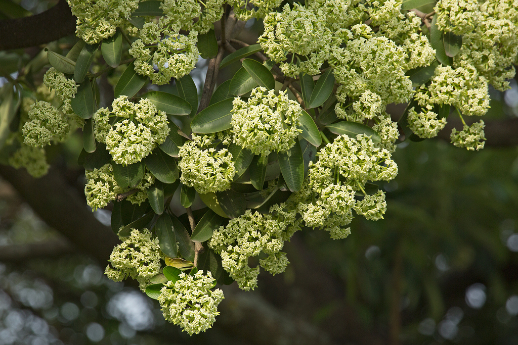 Hoa sữa (Alstonia scholaris)