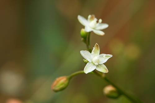 Trigastrotheca pentaphylla