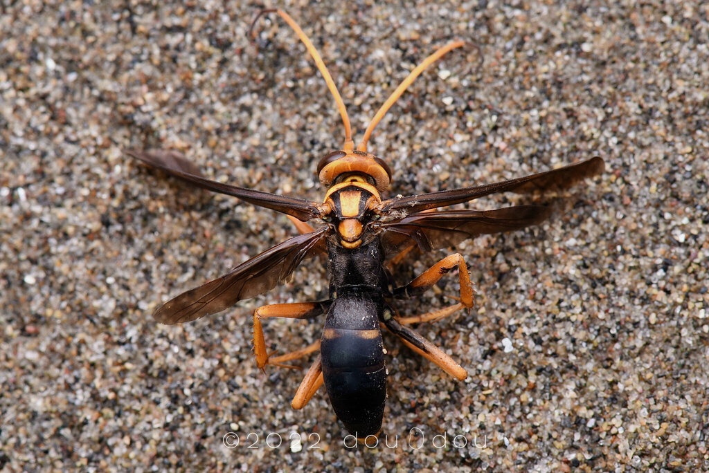 Batozonellus maculifrons from 中国江苏省镇江市句容市宝华山 on July 11, 2021 at 12:34 ...