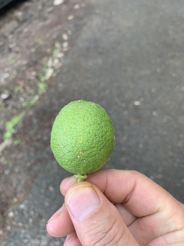 Khasi papeda (Citrus latipes)