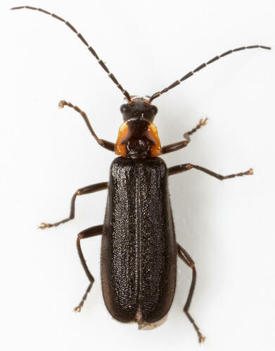 Rhagonycha angulata (Say, 1823)