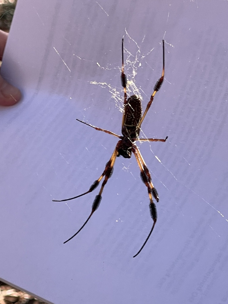 Golden Silk Spider from Rural West Ashley, Hollywood, SC, US on ...