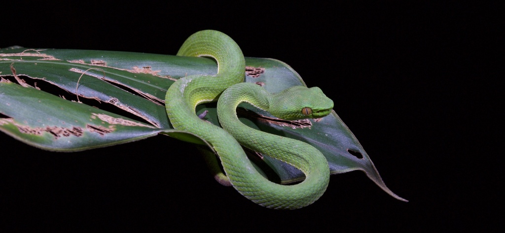 Chinese Green Tree Viper from 五指山市, 海南省, CN on November 18, 2022 at 12: ...