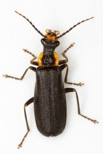 Podabrus rugosulus LeConte, 1850