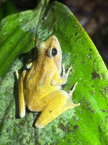 Golden Puddle Frog
