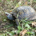 Common Box Turtle - Photo (c) Tony Gerard, all rights reserved, uploaded by Tony Gerard