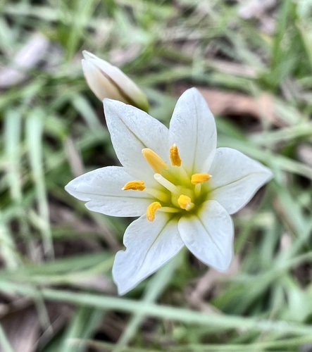 Nothoscordum