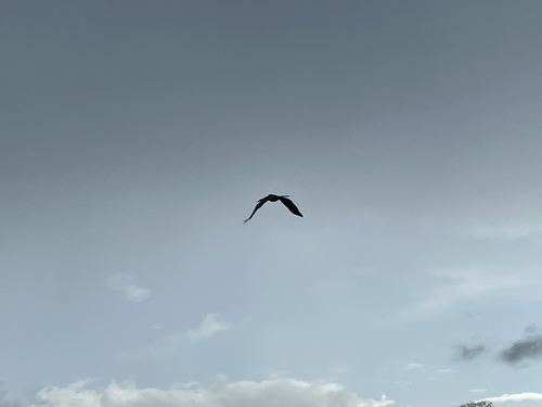 African Darter