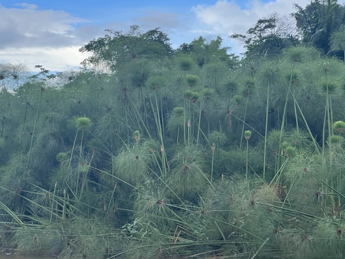 Papyrus sedge