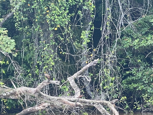 Hamerkop