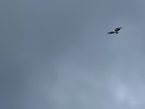Palm-nut Vulture