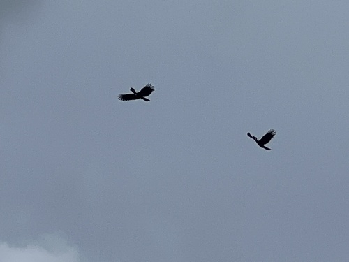 Black-casqued Hornbill