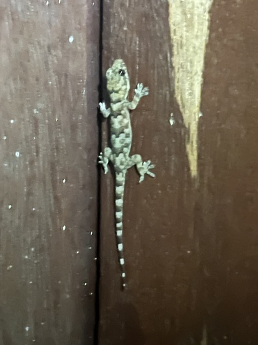 Tropical House Gecko