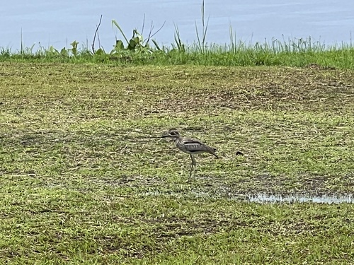 Water Thick-knee
