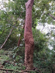 Bursera simaruba image