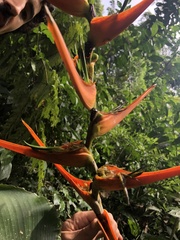 Heliconia latispatha image