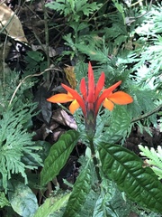 Aphelandra aurantiaca image