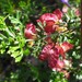 Dodonaea boroniifolia - Photo (c) camidge，保留所有權利