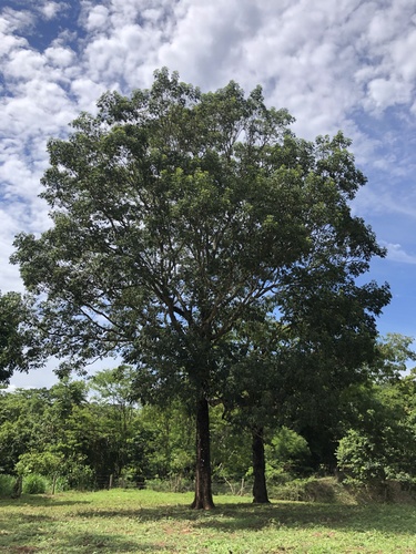 Tambataru