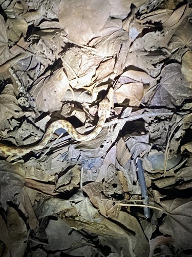 Brown Tree Snake sighting