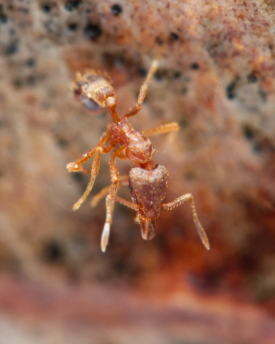 Strumigenys ludoviciStrumigenys ludovici