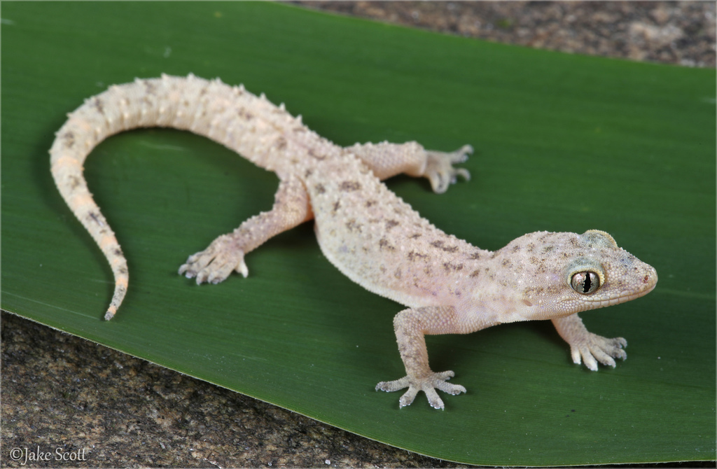 Spotted House Gecko (Hemidactylus parvimaculatus)