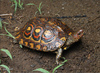 Painted Wood Turtle - Photo (c) Jake Scott, all rights reserved, uploaded by Jake Scott