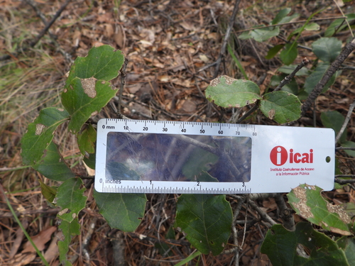 Quercus hintoniorum