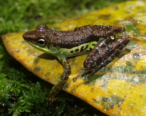 Folohy Madagascar Frog (Mantidactylus argenteus) · iNaturalist
